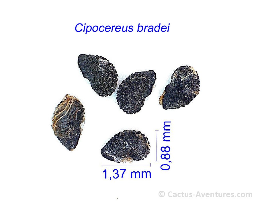 Cipocereus bradei AH 548